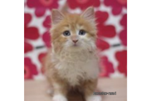 成約済の東京都のマンチカン-70811の3枚目